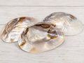 Polished River Clam Shell 6-8"