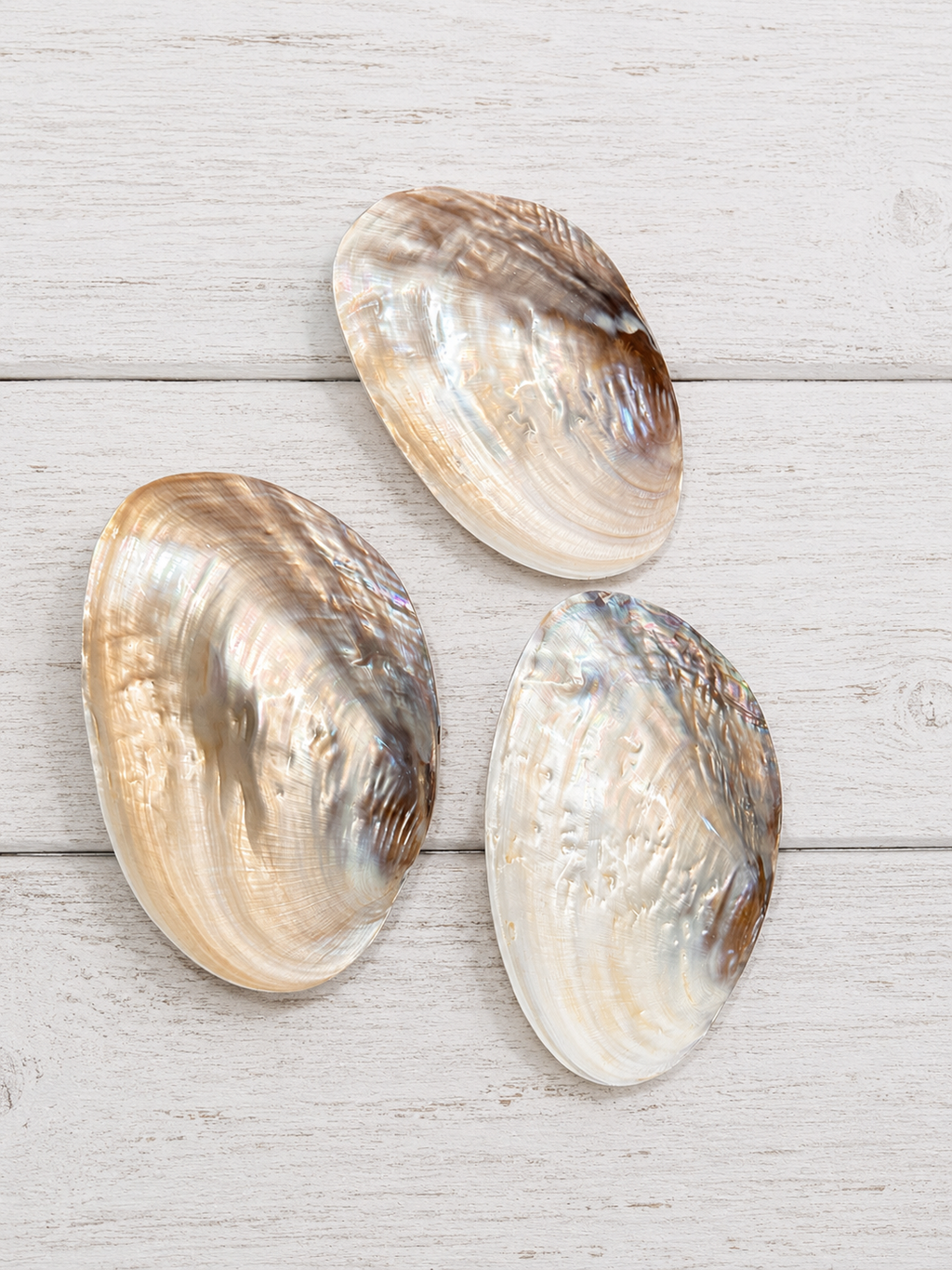 Polished River Clam Shell 6-8"