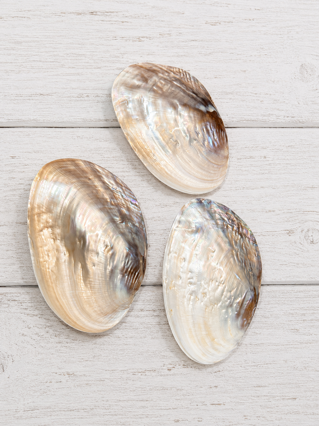 Polished River Clam Shell 6-8"