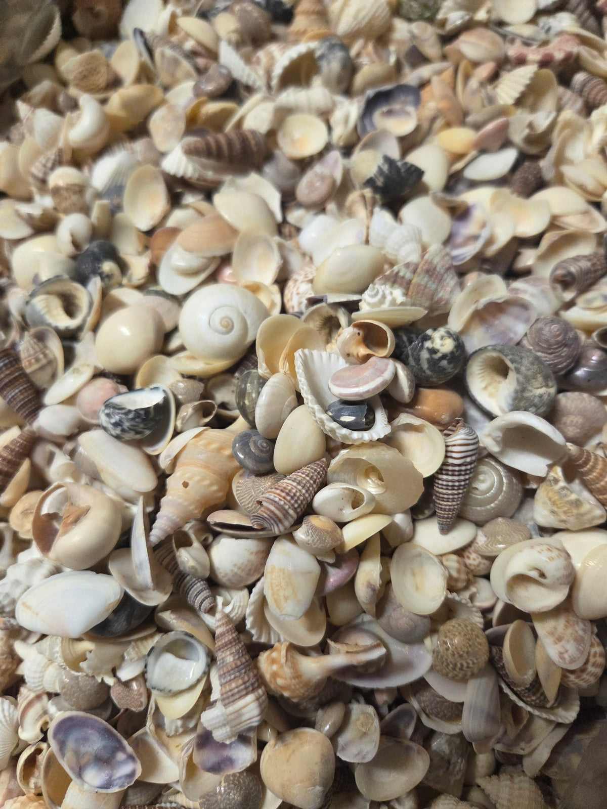 Medium Mixed Natural Seashells – 1 lb Bag