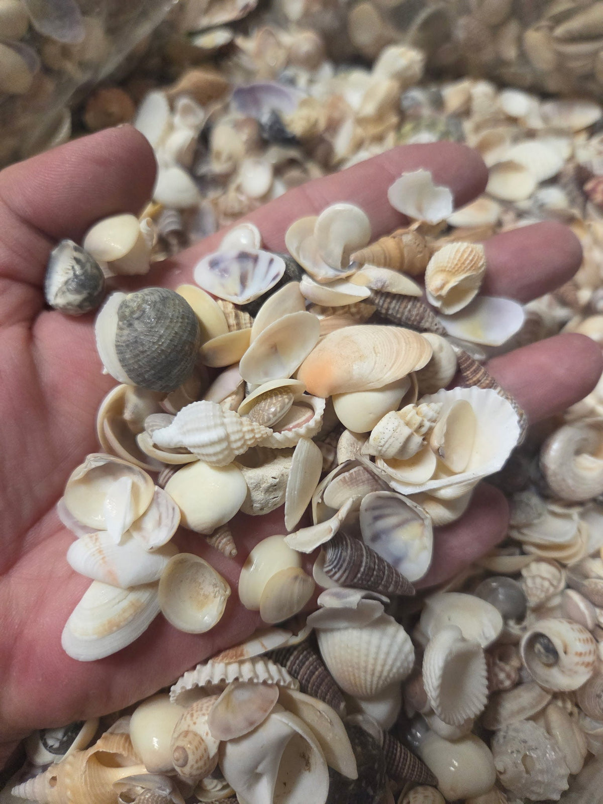 Medium Mixed Natural Seashells – 1 lb Bag