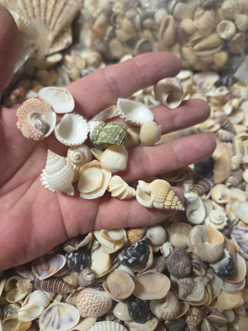 Medium Mixed Natural Seashells – 1 lb Bag