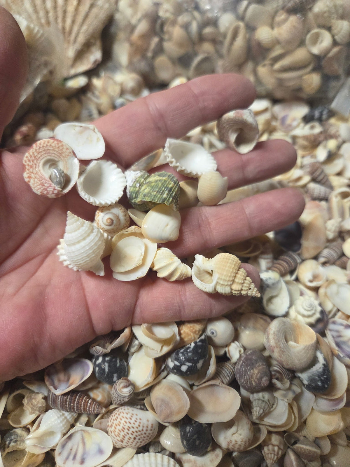 Medium Mixed Natural Seashells – 1 lb Bag
