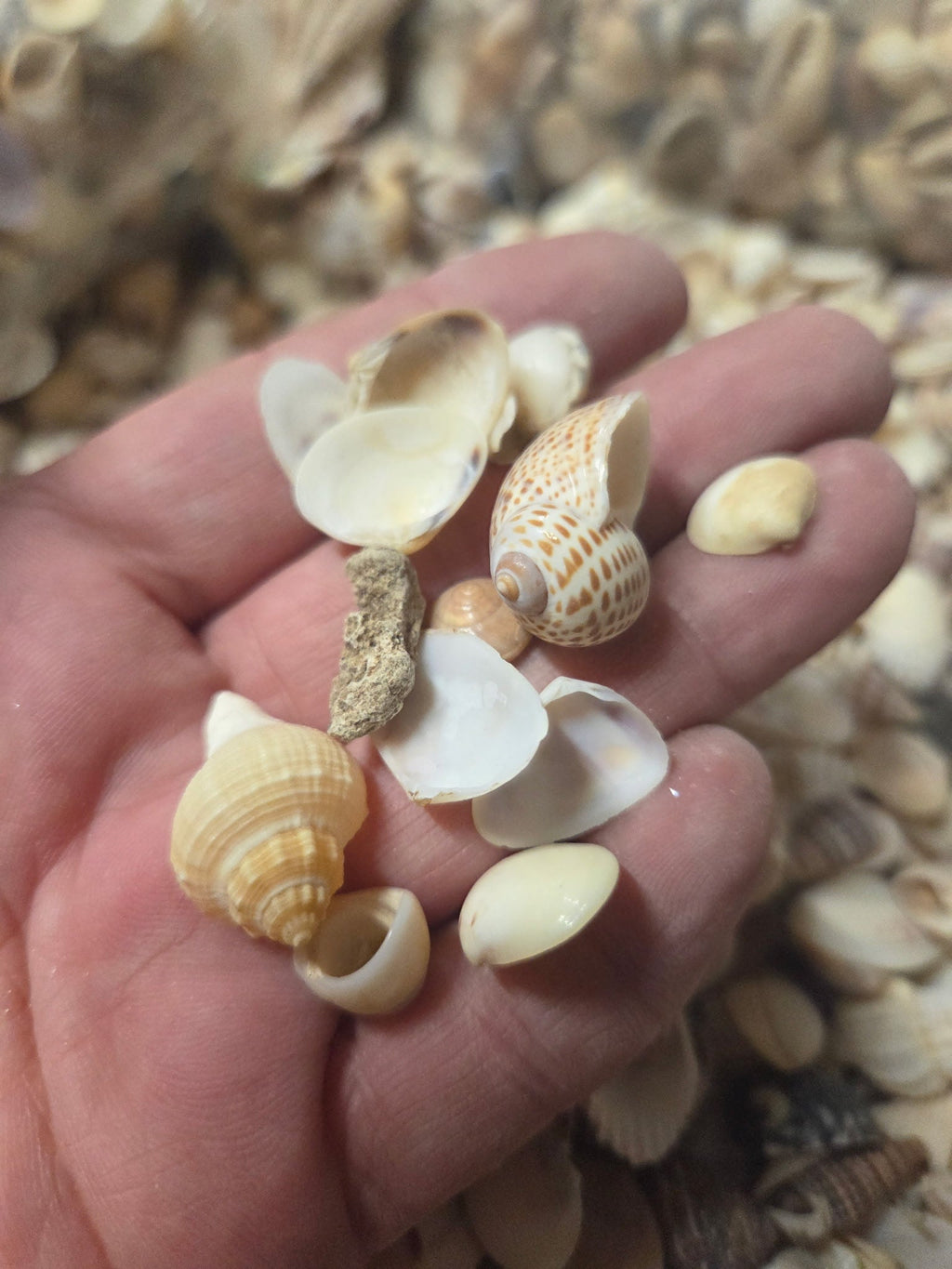 Medium Mixed Natural Seashells – 1 lb Bag