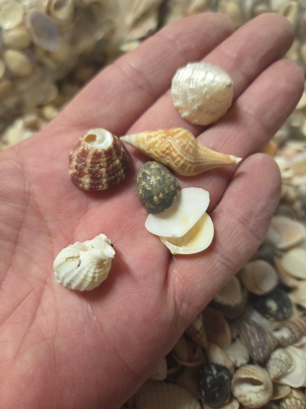 Medium Mixed Natural Seashells – 1 lb Bag