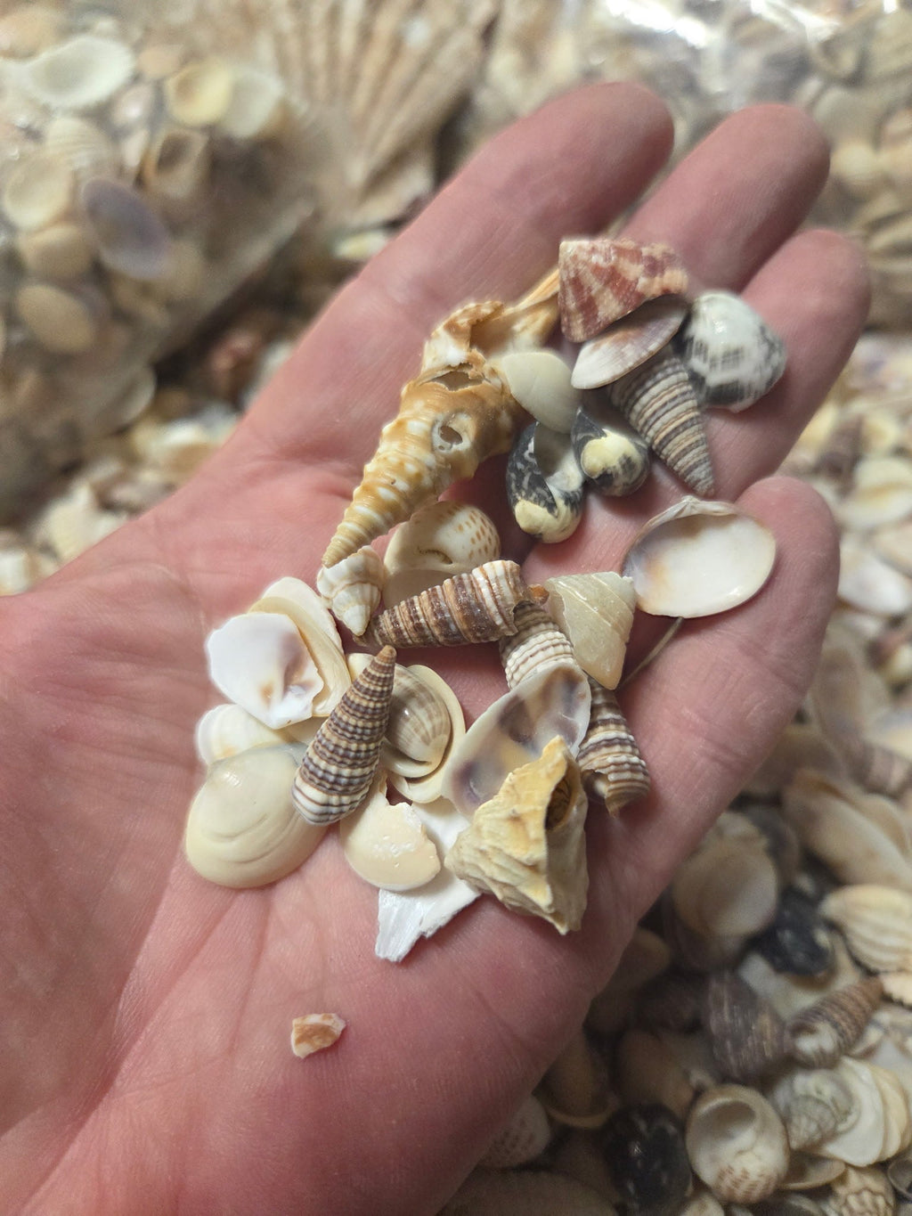 Medium Mixed Natural Seashells – 1 lb Bag