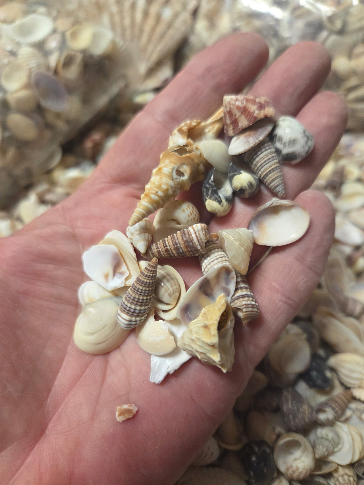 Medium Mixed Natural Seashells – 1 lb Bag
