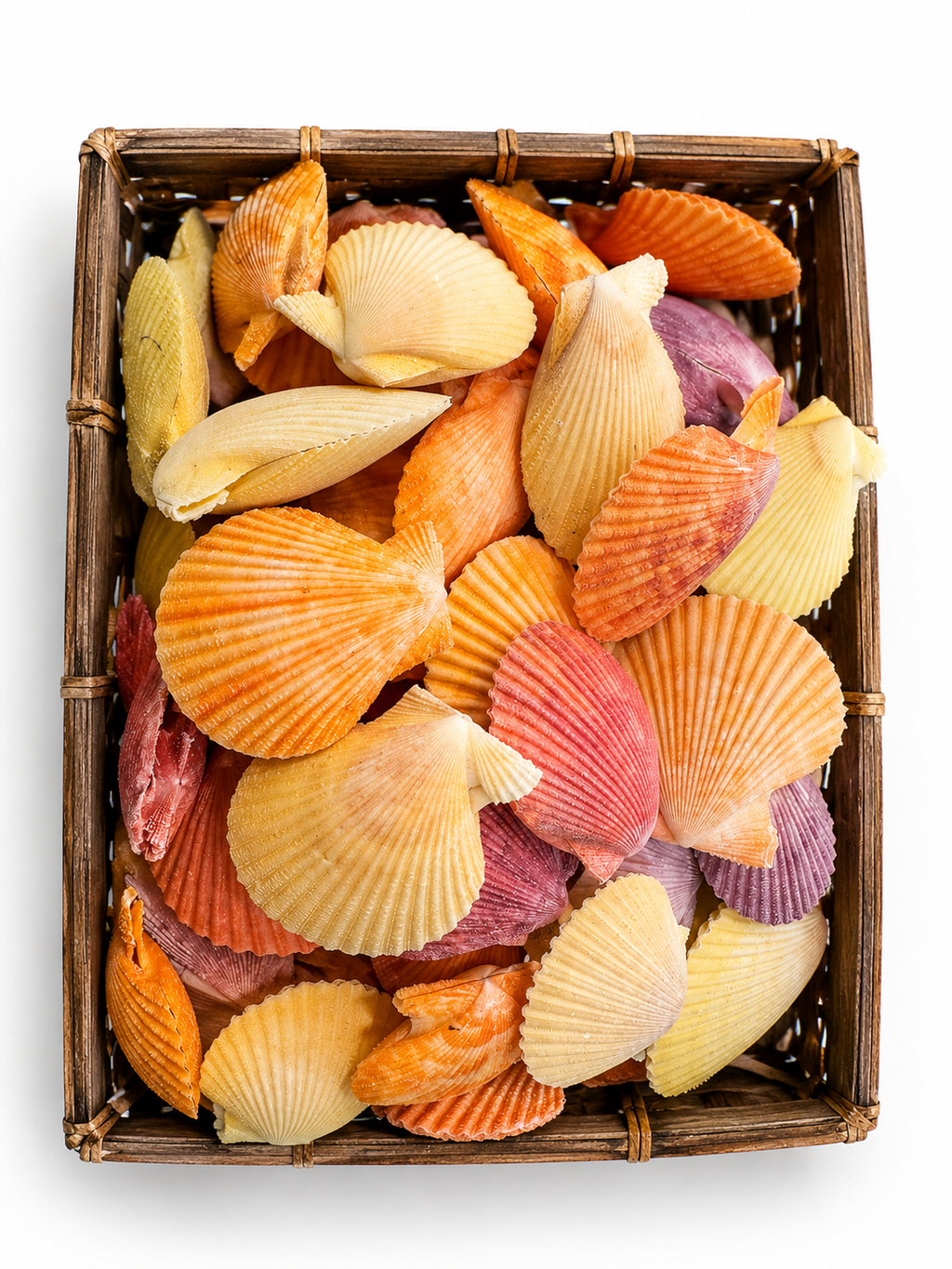 Pecten Nobilis Pair 2-3”- Scallop Shell