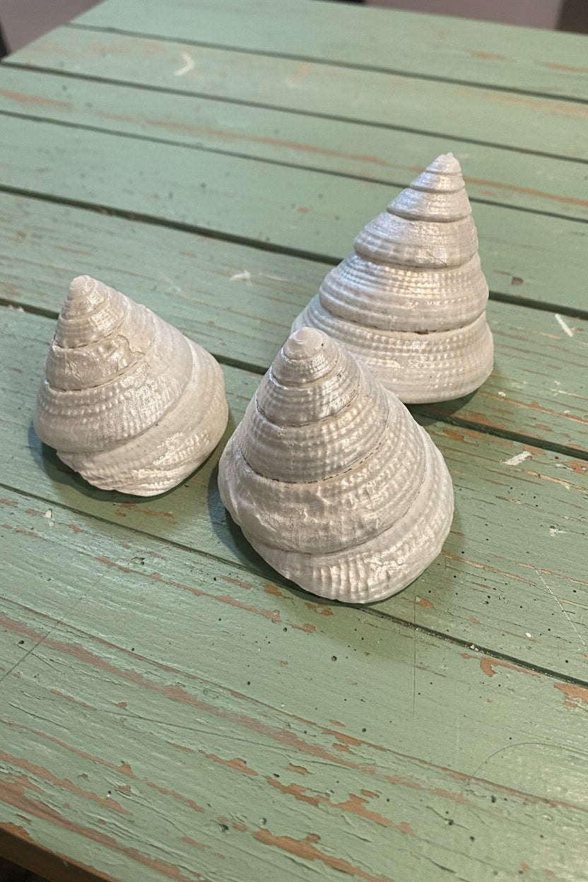 Pearl Trochus Shells – 1–2" Trochus maculatus