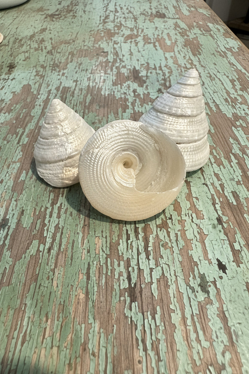 Pearl Trochus Shells – 1–2" Trochus maculatus