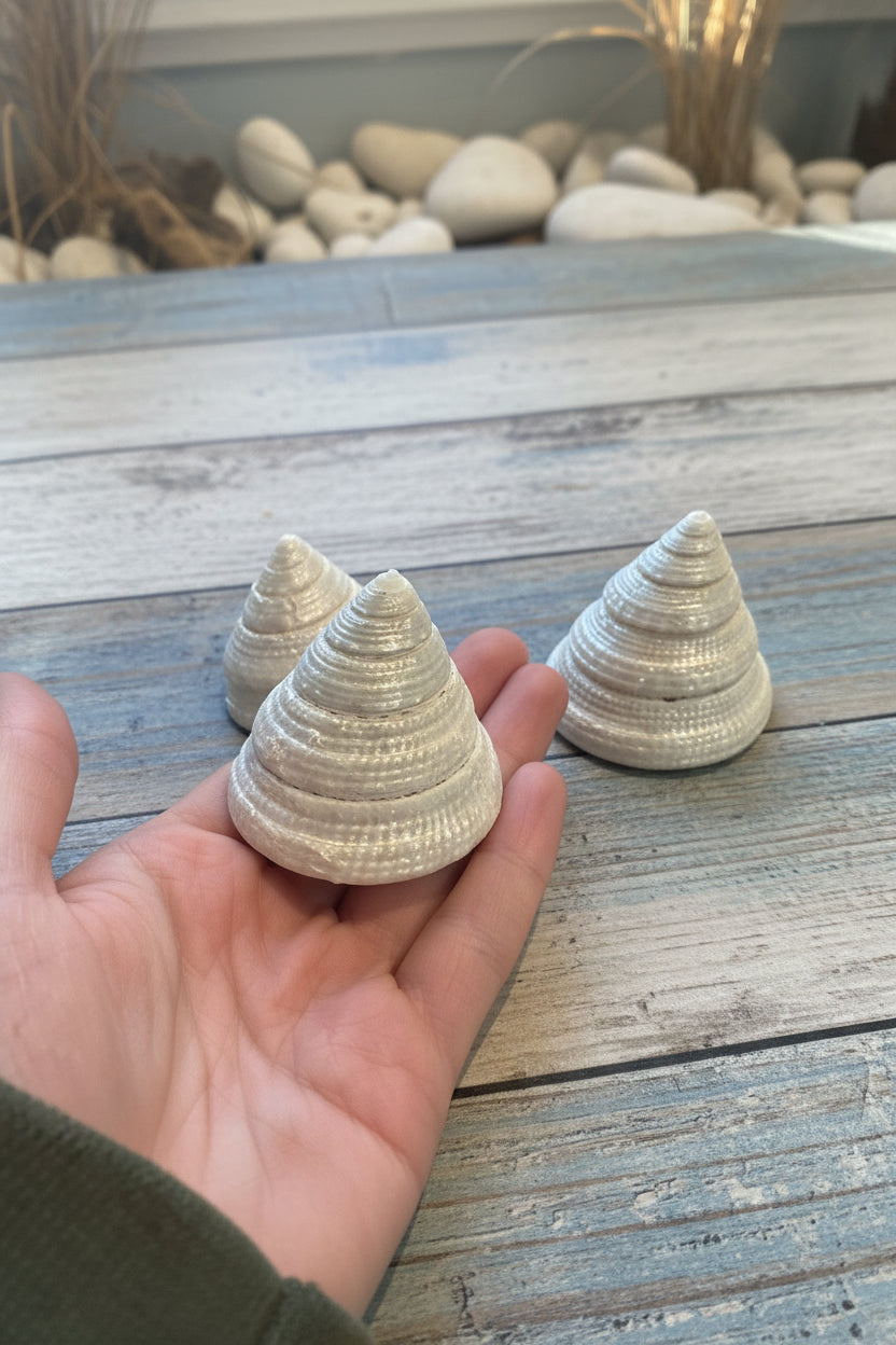 Pearl Trochus Shells – 1–2" Trochus maculatus