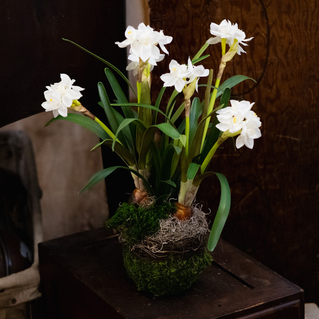 Double Paperwhite Potted