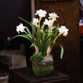 Double Paperwhite Potted