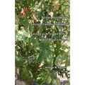 Culinary Cultivation for Southern California Gardens: A plant guide for food forests in Mediterranean Climates - Paperback