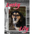 Lucky Lily - Hardcover