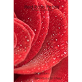 Red Rose Petals - A Poetry Collection - Paperback