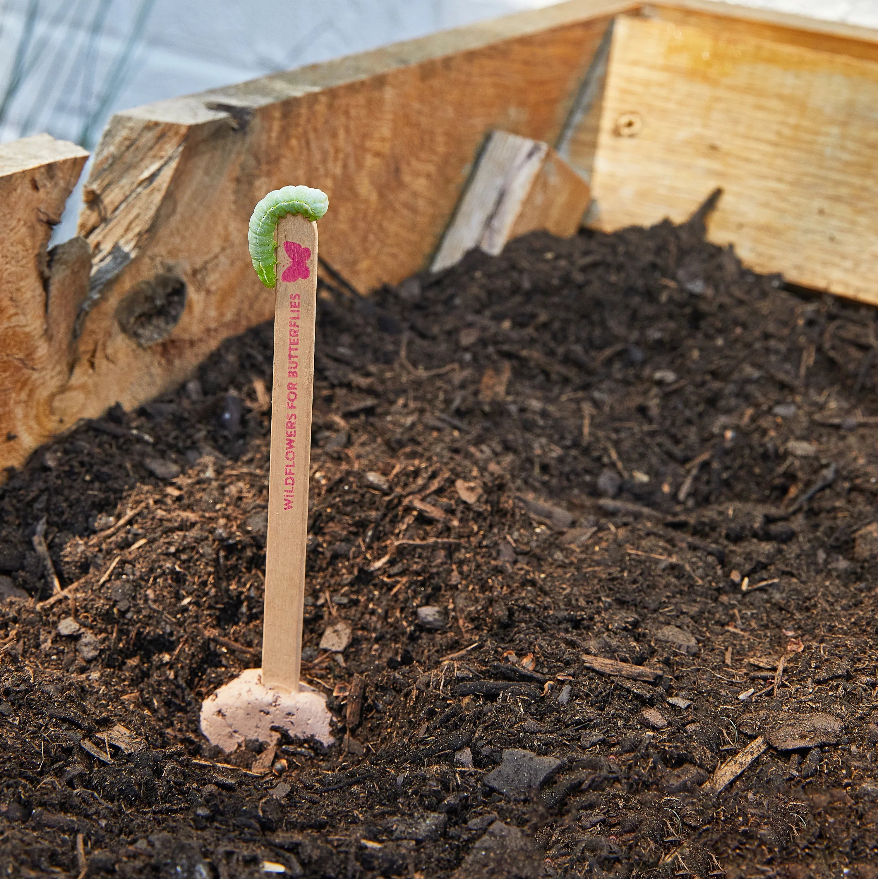Plantable Wildflower Seed Pop Gift | Modern Sprout
