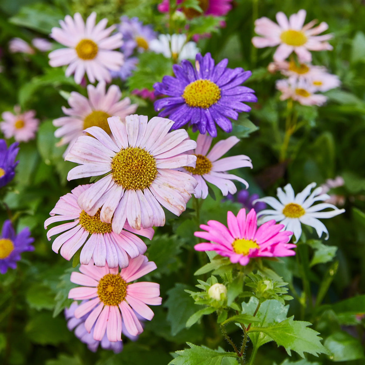 Plantable Wildflower Seed Pop Gift | Modern Sprout
