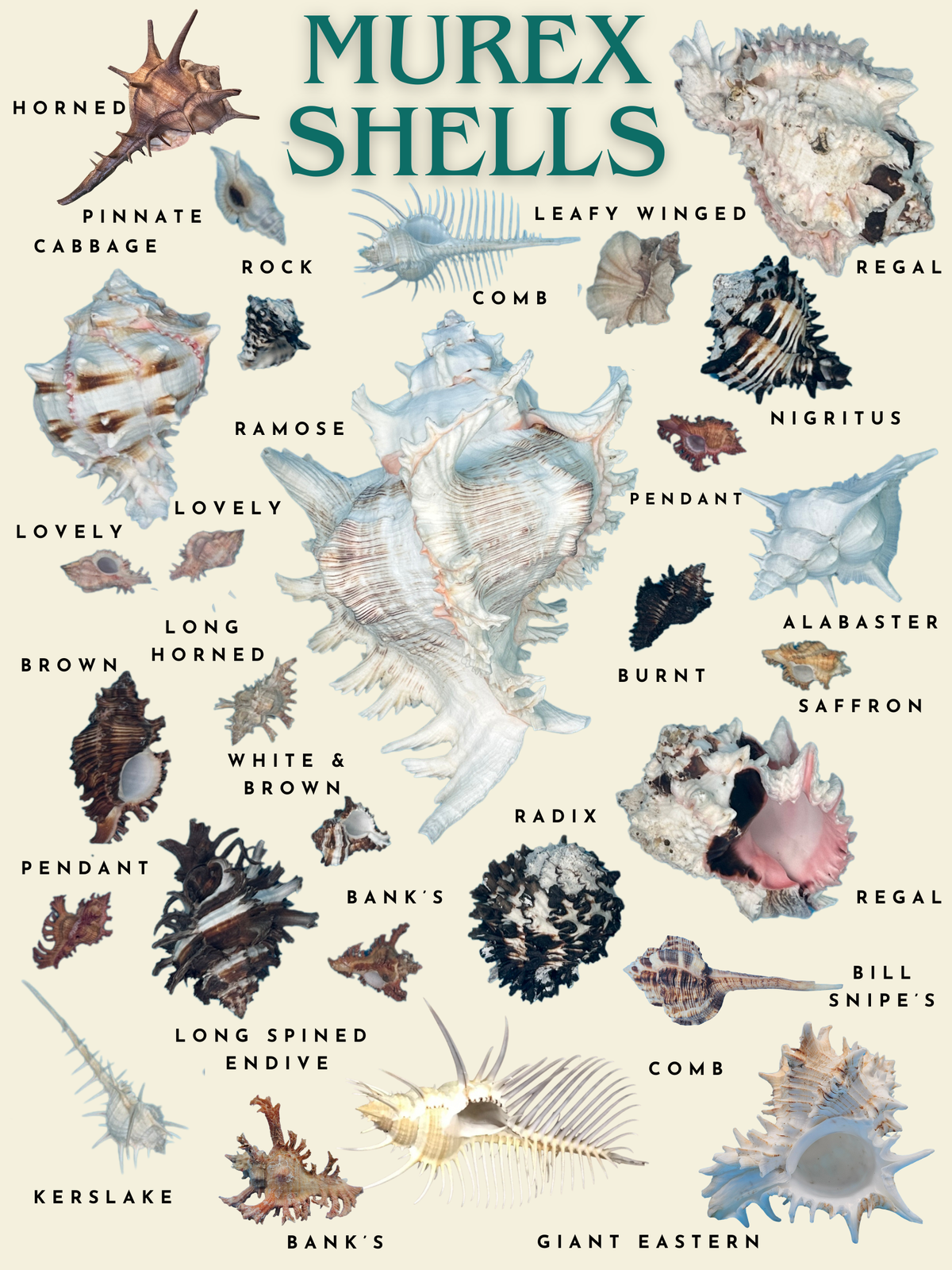 Murex Shells Poster & Greeting Card