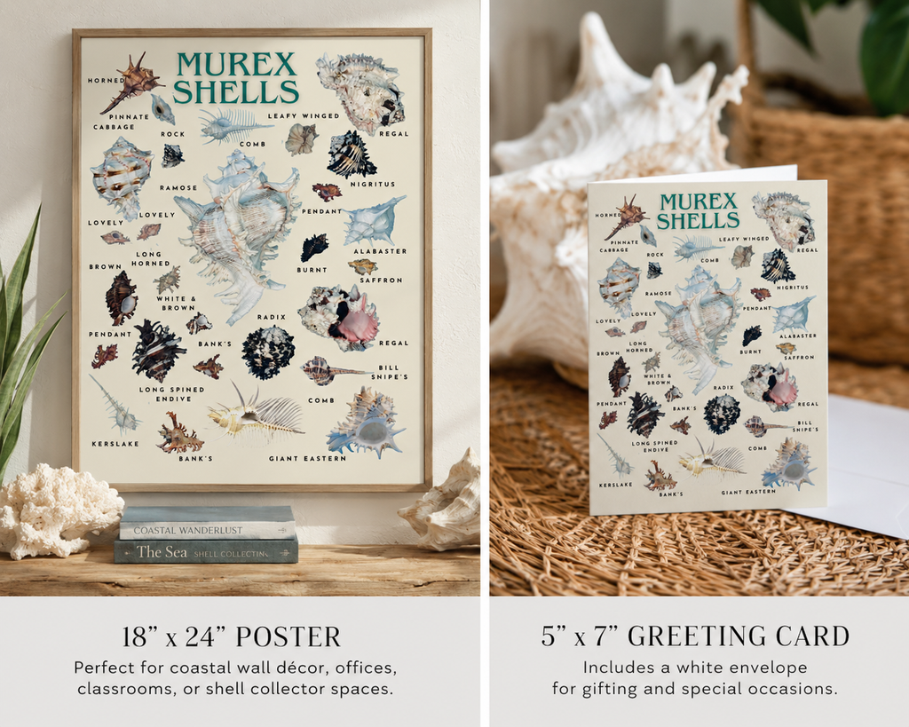 Murex Shells Poster & Greeting Card