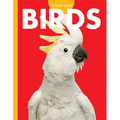 Curious about Birds - Paperback