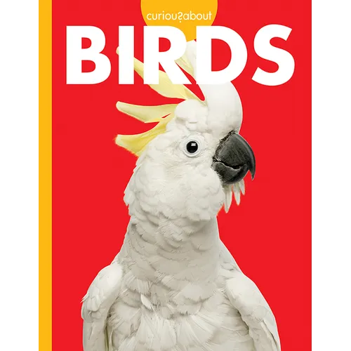 Curious about Birds - Paperback