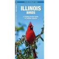 Illinois Birds: An Introduction to Familiar Species