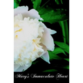 Mary's Immaculate Heart - Paperback