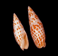 Polished Episcopal Miter - Mitra mitra