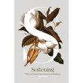 Softening - Paperback