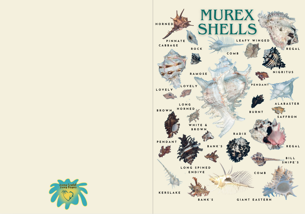 Murex Shells Poster & Greeting Card