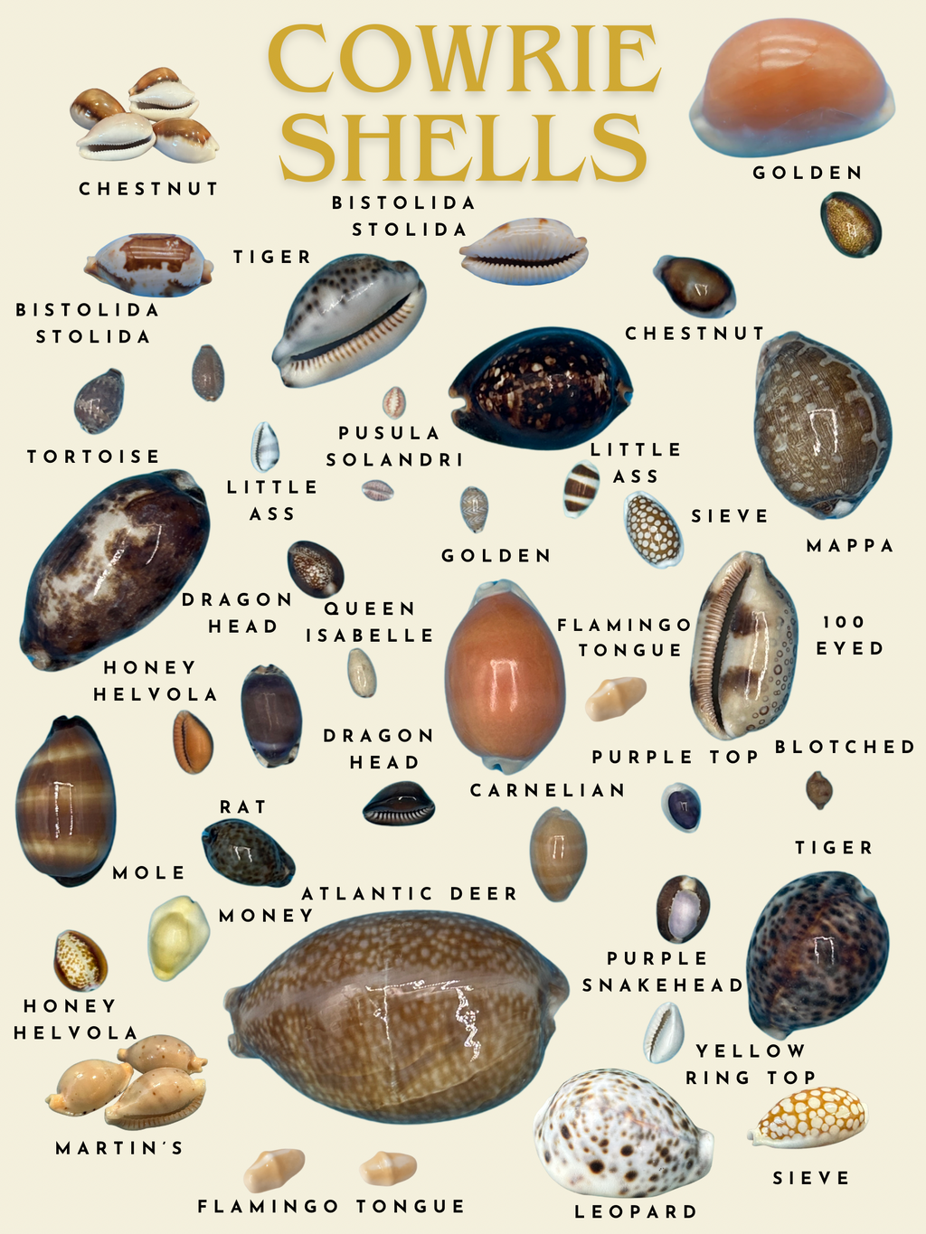 Cowrie Shells Poster and Greeting Cards