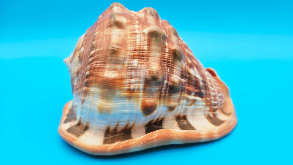 Select Bullmouth Helmet Shell  (Cypraecassis rufa) - 7" x 5.25"
