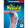 The Muscular System - Paperback