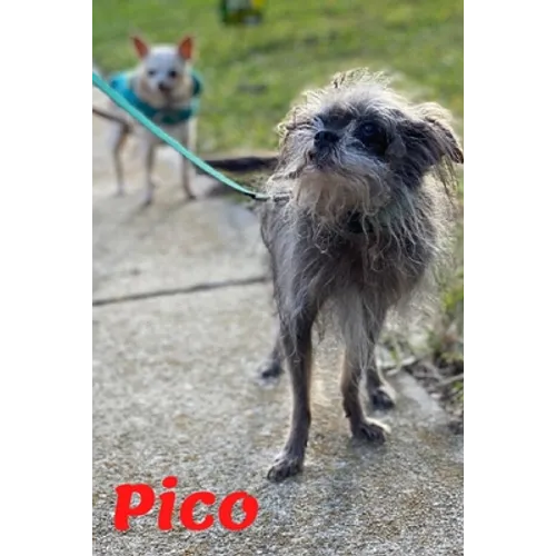Pico: Tiny Dog Massive Penis - Paperback