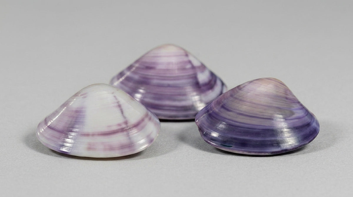 Polished Purple Clam Pair Shells – Macta violacea