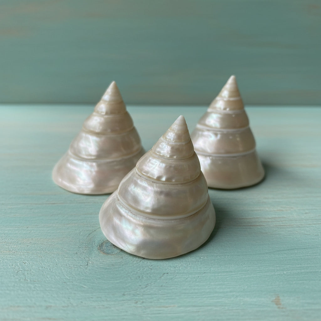 Large Pearl Trochus Shell (Trochus niloticus)