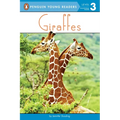 Giraffes - Paperback
