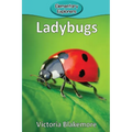 Ladybugs - Paperback