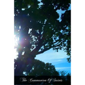 The Communion Of Saints - Paperback