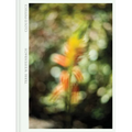 Terri Weifenbach: Cloud Physics - Hardcover