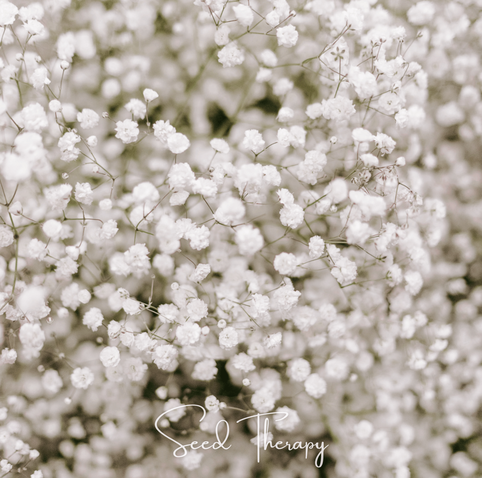 Perennial Baby’s Breath – 100 Seeds
