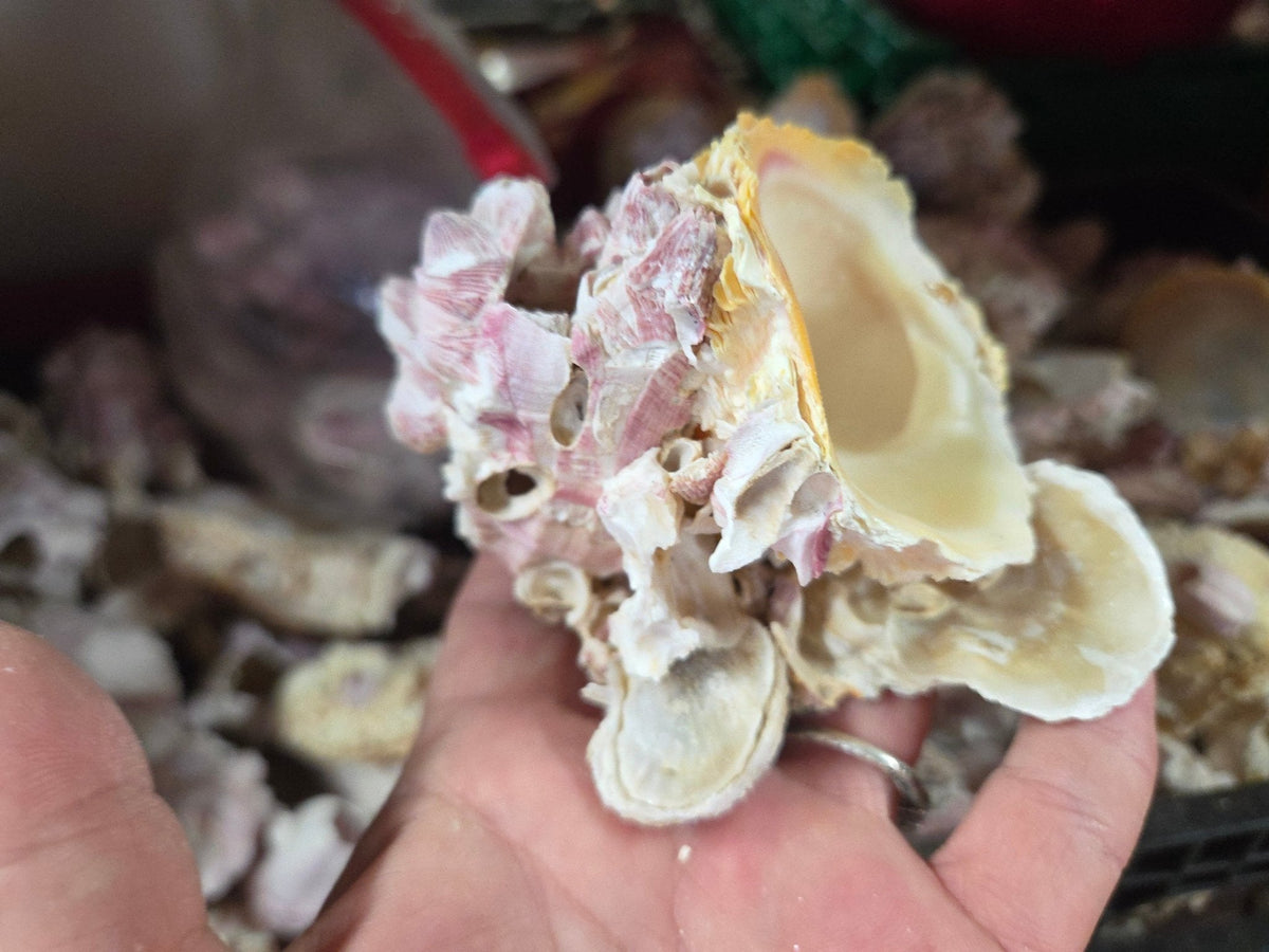 Barnacle cluster & Jewel Box shell natural combo