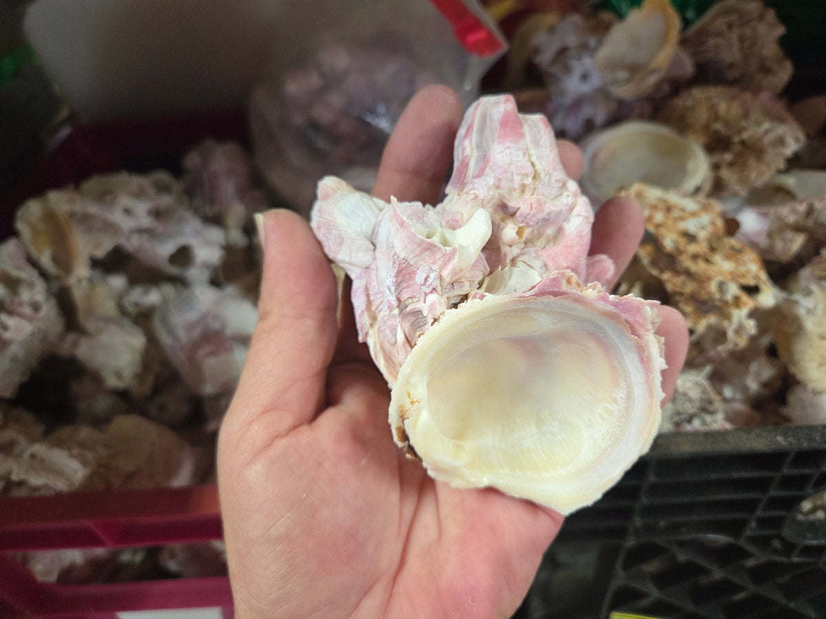 Barnacle cluster & Jewel Box shell natural combo