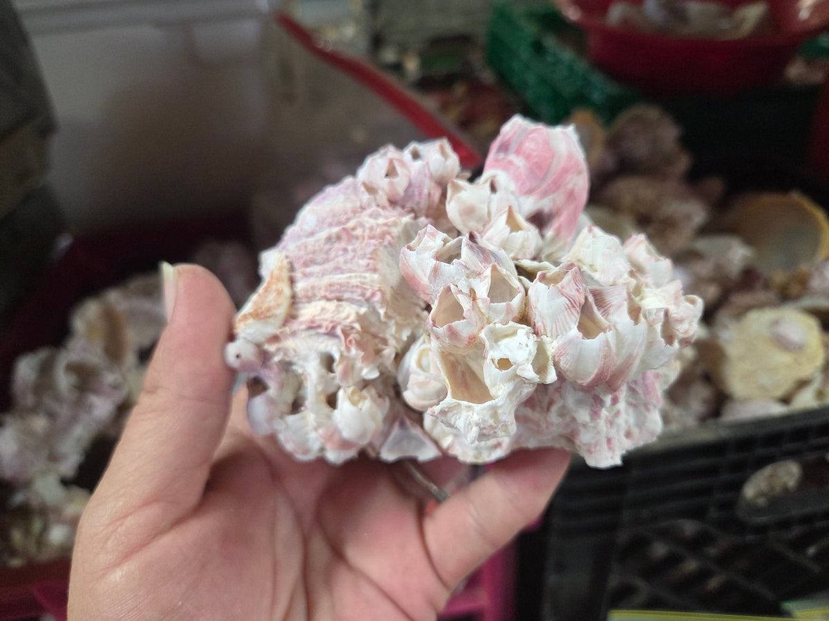 Barnacle cluster & Jewel Box shell natural combo