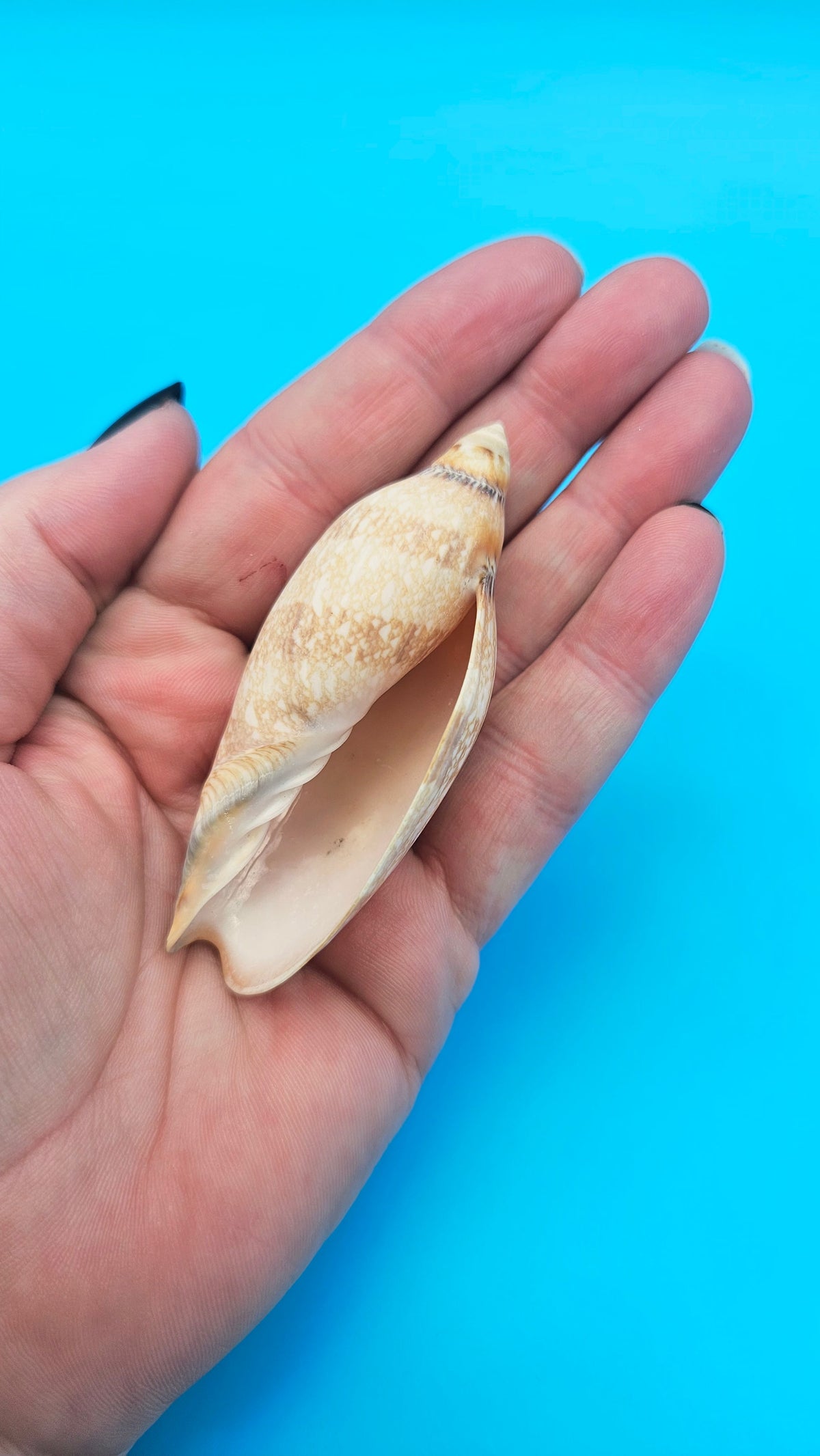Exquisite Polished Damon's Volute Sea Shell (2.9 in) Voluta damoni