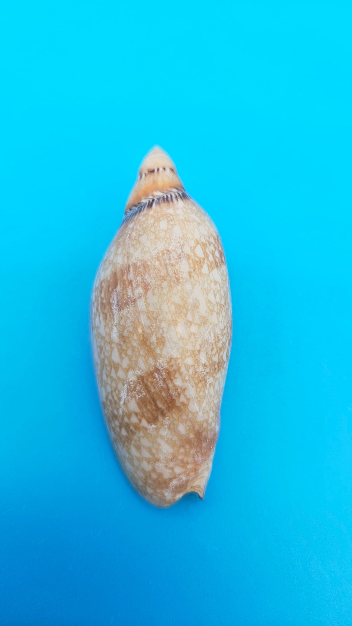 Exquisite Polished Damon's Volute Sea Shell (2.9 in) Voluta damoni
