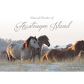 Natural Wonders of Assateague Island - Hardcover