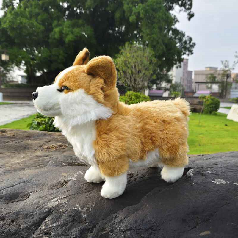Cute Welsh Short-legged Dog With Plush Toys