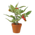 Faux Potted Tomato Plant